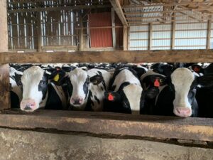 Cows on farm for farm insurance in Kalida, OH
